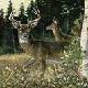 Fall Hunting Season